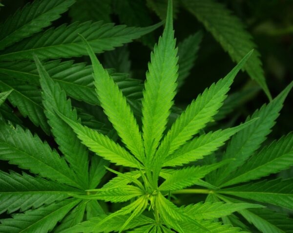 cannabis-sativa-leaf